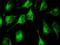 Ubiquitin-like protein FUBI antibody, H00002197-M03, Novus Biologicals, Immunofluorescence image 