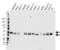 Glycogen Synthase Kinase 3 Alpha antibody, VMA00342, Bio-Rad (formerly AbD Serotec) , Western Blot image 