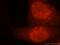 Exosome Component 4 antibody, 15937-1-AP, Proteintech Group, Immunofluorescence image 