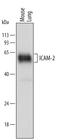 Intercellular Adhesion Molecule 2 antibody, PA5-47939, Invitrogen Antibodies, Western Blot image 