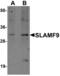 SLAM family member 9 antibody, LS-C144328, Lifespan Biosciences, Western Blot image 