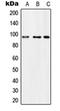 Microcephalin 1 antibody, orb215289, Biorbyt, Western Blot image 