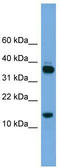 Proline Rich 15 antibody, TA333446, Origene, Western Blot image 