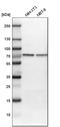 Cleavage Stimulation Factor Subunit 2 antibody, HPA000427, Atlas Antibodies, Western Blot image 
