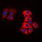 MOK Protein Kinase antibody, orb214490, Biorbyt, Immunofluorescence image 