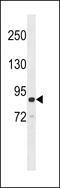 Rho GTPase-activating protein 26 antibody, 63-389, ProSci, Western Blot image 