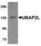 Ubiquitin Associated Protein 2 Like antibody, LS-B13097, Lifespan Biosciences, Western Blot image 