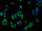 Natural Cytotoxicity Triggering Receptor 3 antibody, LS-C671638, Lifespan Biosciences, Immunofluorescence image 