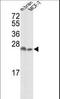 YWHAZ antibody, LS-C101299, Lifespan Biosciences, Western Blot image 
