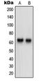 Neurotrimin antibody, LS-C353429, Lifespan Biosciences, Western Blot image 