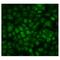 Protein phosphatase 1E antibody, A08794, Boster Biological Technology, Immunofluorescence image 