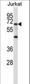 PR/SET Domain 6 antibody, LS-C162122, Lifespan Biosciences, Western Blot image 