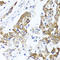 Prepronociceptin antibody, A05605, Boster Biological Technology, Western Blot image 
