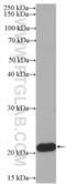 BH3 Interacting Domain Death Agonist antibody, HRP-60301, Proteintech Group, Western Blot image 