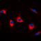 Cyclin Dependent Kinase Like 4 antibody, orb224151, Biorbyt, Immunofluorescence image 