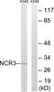 Natural Cytotoxicity Triggering Receptor 3 antibody, GTX87179, GeneTex, Western Blot image 