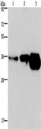 CUE Domain Containing 2 antibody, TA349838, Origene, Western Blot image 