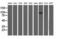 10-FTHFDH antibody, LS-C115732, Lifespan Biosciences, Western Blot image 