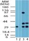 Fuzzy Planar Cell Polarity Protein antibody, TA337057, Origene, Western Blot image 
