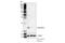 X-C Motif Chemokine Ligand 1 antibody, 61260S, Cell Signaling Technology, Western Blot image 