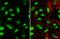 PBX1 antibody, NBP2-19713, Novus Biologicals, Immunofluorescence image 