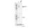 Sequestosome 1 antibody, 16177S, Cell Signaling Technology, Western Blot image 