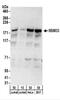 RNA Binding Motif Protein 33 antibody, NBP2-22278, Novus Biologicals, Western Blot image 