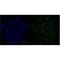 Histone H3 antibody, LS-C387358, Lifespan Biosciences, Immunofluorescence image 