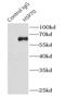 Heat Shock Protein Family A (Hsp70) Member 1A antibody, FNab04048, FineTest, Immunoprecipitation image 