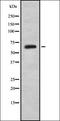 Brain Enriched Guanylate Kinase Associated antibody, orb378241, Biorbyt, Western Blot image 