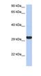 Granzyme K antibody, orb330404, Biorbyt, Western Blot image 