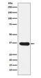 Lactate Dehydrogenase A antibody, M00825-1, Boster Biological Technology, Western Blot image 