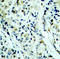 Histone Deacetylase 5 antibody, STJ22167, St John