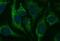 HSD17B4 antibody, NBP2-46005, Novus Biologicals, Immunofluorescence image 