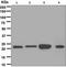 Peroxiredoxin 2 antibody, ab109367, Abcam, Western Blot image 