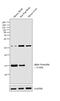 Synuclein Alpha antibody, PA5-17820, Invitrogen Antibodies, Western Blot image 