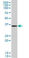 STE20-related kinase adapter protein alpha antibody, LS-C134117, Lifespan Biosciences, Western Blot image 