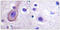 Potassium Voltage-Gated Channel Subfamily Q Member 3 antibody, LS-C199186, Lifespan Biosciences, Immunohistochemistry frozen image 