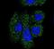 Serpin Family G Member 1 antibody, PA5-13627, Invitrogen Antibodies, Immunofluorescence image 