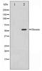 Desmin antibody, TA347369, Origene, Western Blot image 