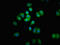 Spermine oxidase antibody, LS-C672001, Lifespan Biosciences, Immunofluorescence image 