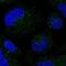 Small Integral Membrane Protein 3 antibody, NBP2-57947, Novus Biologicals, Immunocytochemistry image 