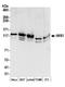 Interacts With SUPT6H, CTD Assembly Factor 1 antibody, A304-609A, Bethyl Labs, Western Blot image 