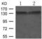 Neurotrophic Receptor Tyrosine Kinase 1 antibody, TA321258, Origene, Western Blot image 