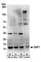 Death-associated protein 1 antibody, A303-905A, Bethyl Labs, Western Blot image 