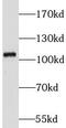 Leucyl And Cystinyl Aminopeptidase antibody, FNab04813, FineTest, Western Blot image 