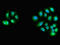 Zinc Finger AN1-Type Containing 6 antibody, LS-C680067, Lifespan Biosciences, Immunofluorescence image 