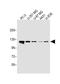 SEL1L Family Member 3 antibody, A13977, Boster Biological Technology, Western Blot image 