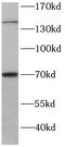 RPGR Interacting Protein 1 antibody, FNab07403, FineTest, Western Blot image 
