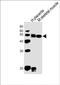 pG2 antibody, PA5-72199, Invitrogen Antibodies, Western Blot image 